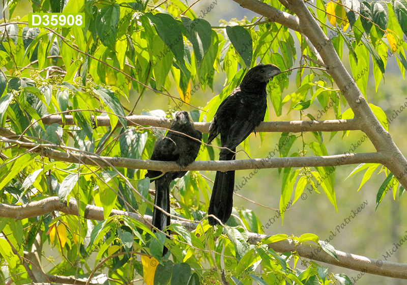 Smooth-billed Ani (Crotophaga ani)